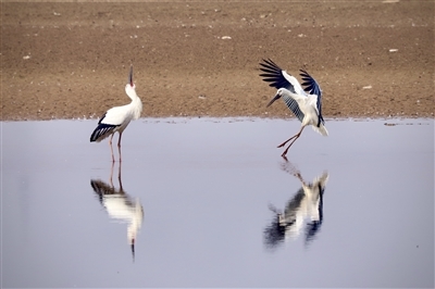 391种！江西公布“候鸟名录” 国家一级重点保护候鸟有25种