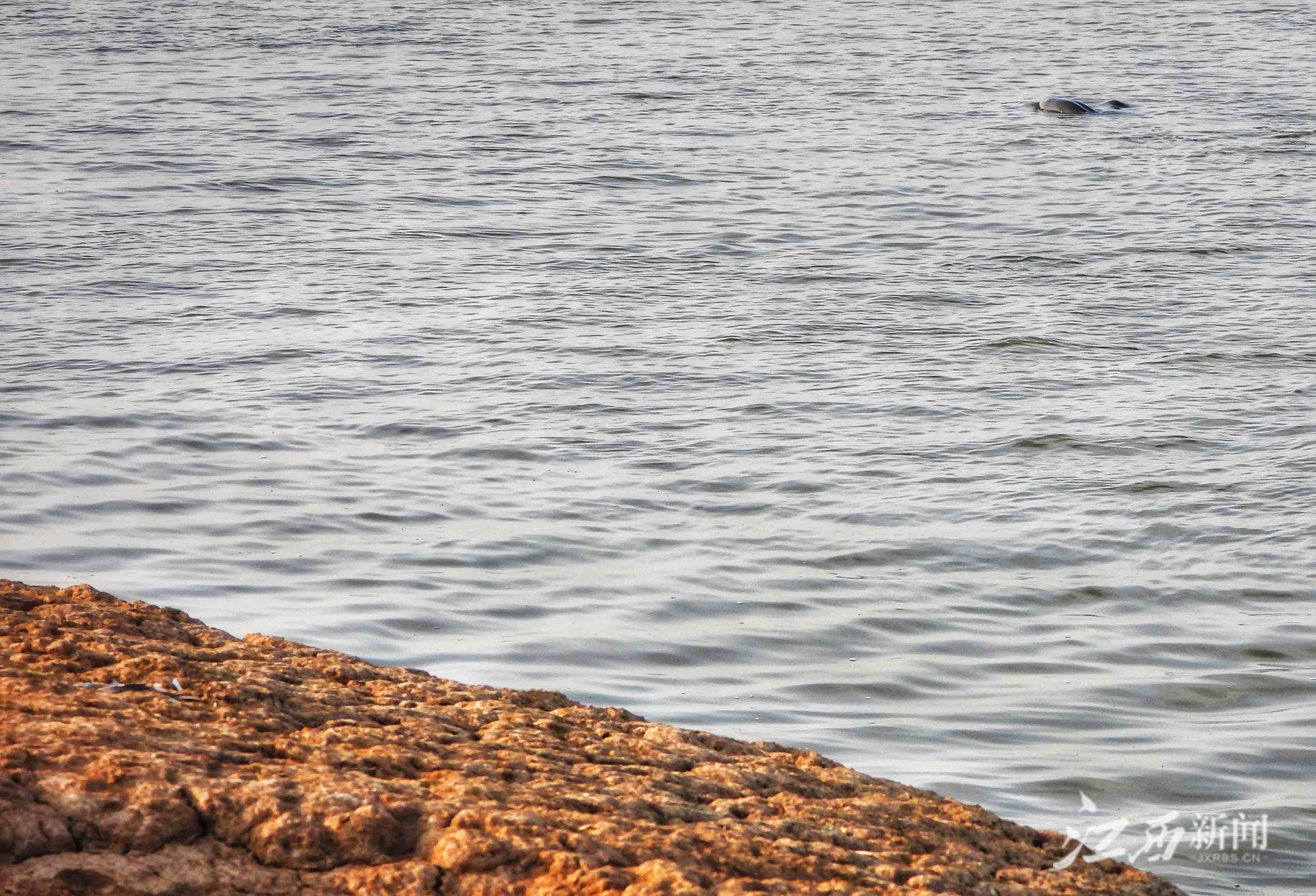 受连续干旱天气和低水位影响，这些江豚无法顺利重返鄱阳湖。
